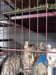 Kucing Nego
