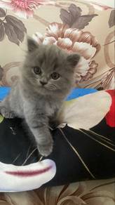 British longhair kitten for sell