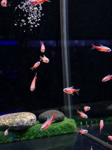 Albino Neon Tetra