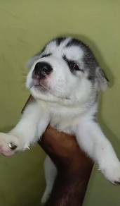 husky blue eyes open for booking