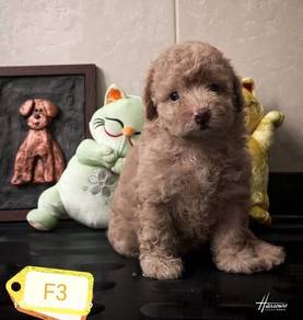 Maltipoo 