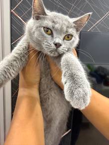 BSH female to let go murah saja😊