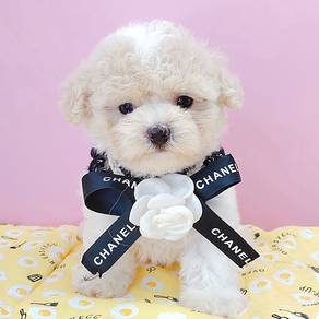 Poodle