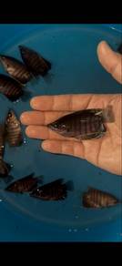 Kaloi Red Borneo Kalimantan (Giant Gourami)