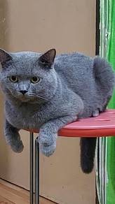Bsh jantan