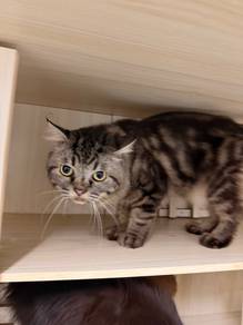 Male Munchkin Classic Tabby