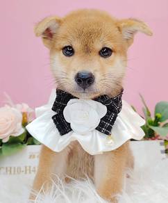 Shiba