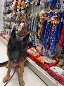 German Shepherd Male
