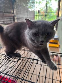 Kucing