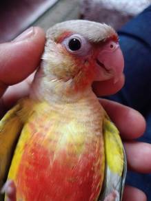 burung green check conure