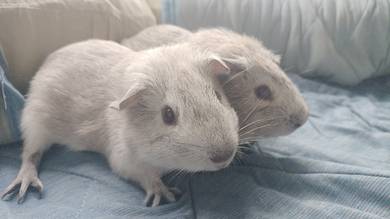 guinea pig pair Male