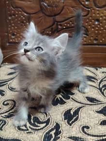 Domestic Long Hair