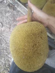 tarap