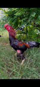 ayam oshamo pembaka