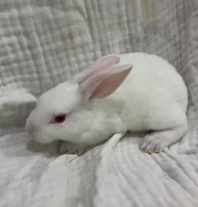 Minirex rabbit