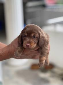 Long Hair Dachshund Puppy