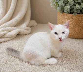 Kucing Pure Munchkin Putih Siam Kaki Pendek Betina
