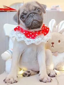 Pug