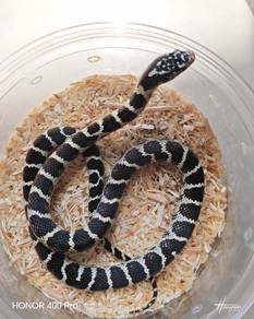 King Snake 