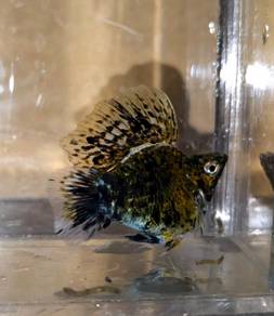 Calico Balloon Molly (Pair: Male & Female)