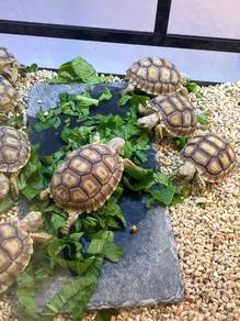 Sulcata Tortoises available for sale!