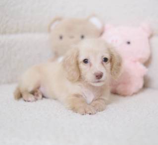 MINIATURE DACHSHUND Puppies VIP84 🐻 Male~Female