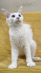 Mainecoon kitten 