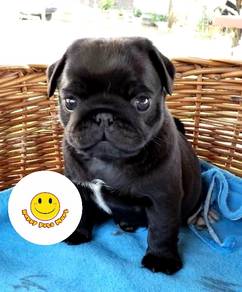 QW1000 Black Pug puppies