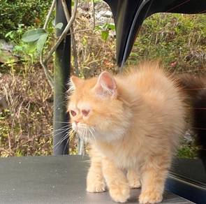 Exotic Longhair for rehome