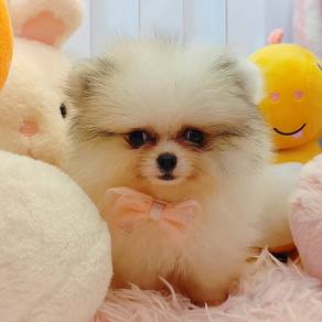 Pomeranian