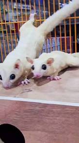 Luecistic sugar glider pair jinak biasa