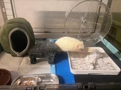 Hedgehog Albino/landak mini
