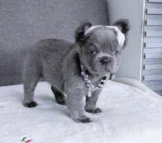 FRENCH BULLDOG PUPPIES 🌻VIP133 Long Fur / Girl