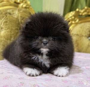 POMERANIAN PUPPIES A153 🌻 Sort of shine Boy