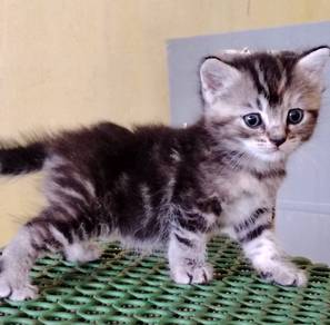 American Shorthair