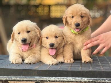 golden retriever puppies m