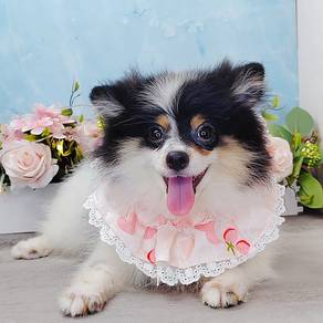 Pomeranian