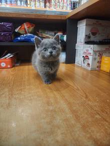 munchkin british shorthair 