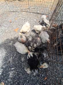 Ayam Pekin / Pekin Bantam / Ayam