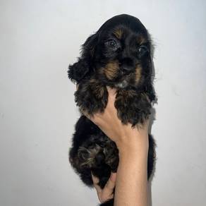 cocker spaniel 9