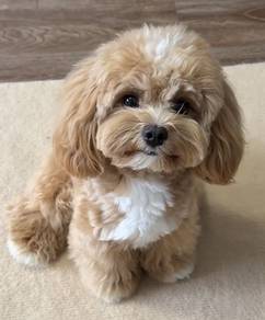 J714 Barky Small White Fluffy Puppy Hypoallergenic