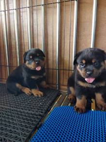 Rottweiler 