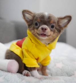 CHIHUAHUA PUPPIES VIP18🌷Head Apple Cute Dog