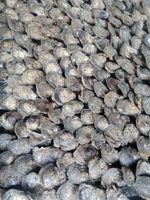 Tiram Laut / Oyster Supplier 