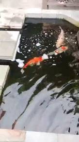 Ikan koi 