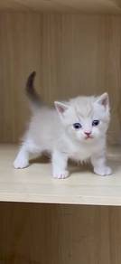 British munchkin