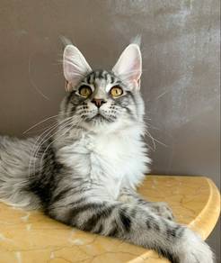 Mainecoon