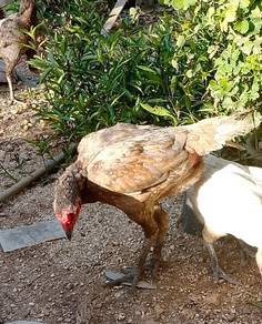 ayam ganoi betina ori