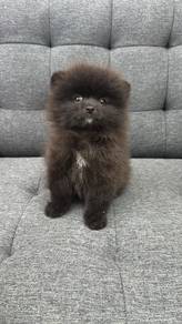 Pure Breed Mini Size Pomeranian (M300) 纯种迷你博美 男生 黑