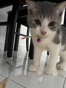Anak Kucing Mix BSH